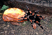 Picture 'Cr1_18_12 Tarantula, Costa Rica'